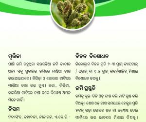 Mandia cultivation-1