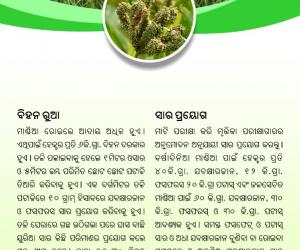Mandia cultivation-2