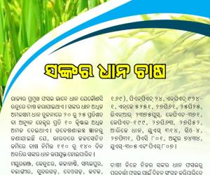 Crop rice cultivation 1