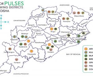 Odisha Pulses Map