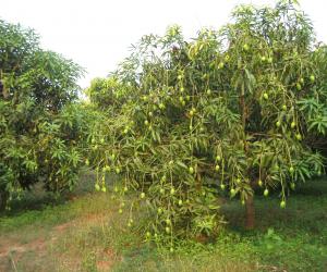 Mango farm