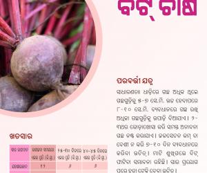 Beet cultivation-1