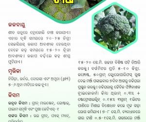 Broccoli cultivation-1