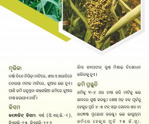 Jowar cultivation-1