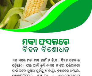 maize seed treatment 