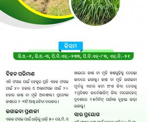 Napier grass cultivation-1
