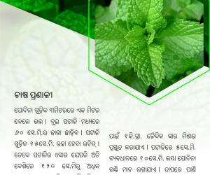 Mint cultivation-1