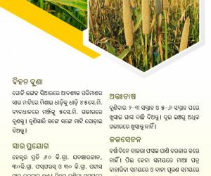 Pearl millet cultivation
