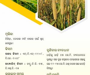 Pearl millet cultivation-01