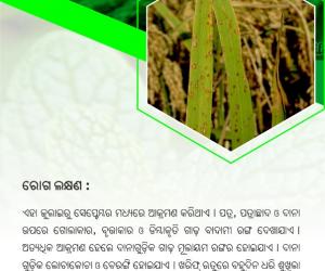 Pest Management in Rice-01