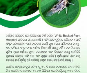 Management of Rice White Backed Plant Hopper