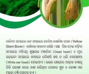 Management of rice yellow Borer 