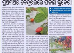 କେନ୍ଦୁଝର ଷ୍ଟ୍ରବେରୀ